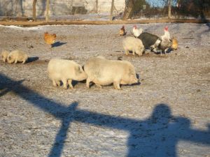 Pot-bellied pigs for sale: pets@cathys-critters.com